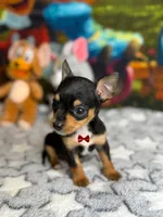 Tiny , a male Chihuahua for sale in Houston, TX – 3 of 4