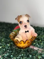 Milo, a male Chihuahua for sale in Houston, TX – 1 of 4