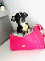 Toby, a male Chihuahua for sale in Houston, TX – 5 of 5
