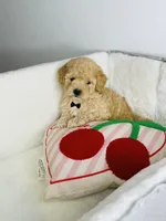 Milo, a male Poodle - Toy  for sale in Houston, TX – 2 of 3