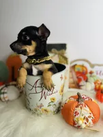 Prince , a male Chihuahua for sale in Houston, TX – 2 of 2