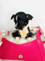 Toby, a male Chihuahua for sale in Houston, TX – 2 of 5