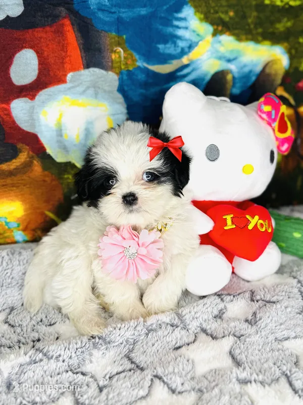 Dream  – Shih Tzu puppy for sale in Houston, TX
