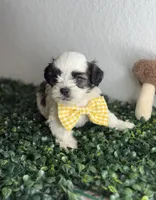 Moon , a male Maltipoo for sale in Houston, TX – 1 of 4