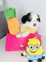 Fendi, a male Maltipoo for sale in Houston, TX – 2 of 5