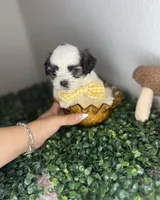 Moon , a male Maltipoo for sale in Houston, TX – 4 of 4