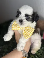 Moon , a male Maltipoo for sale in Houston, TX – 3 of 4
