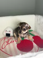 Luna , a female Chihuahua for sale in Houston, TX – 2 of 2
