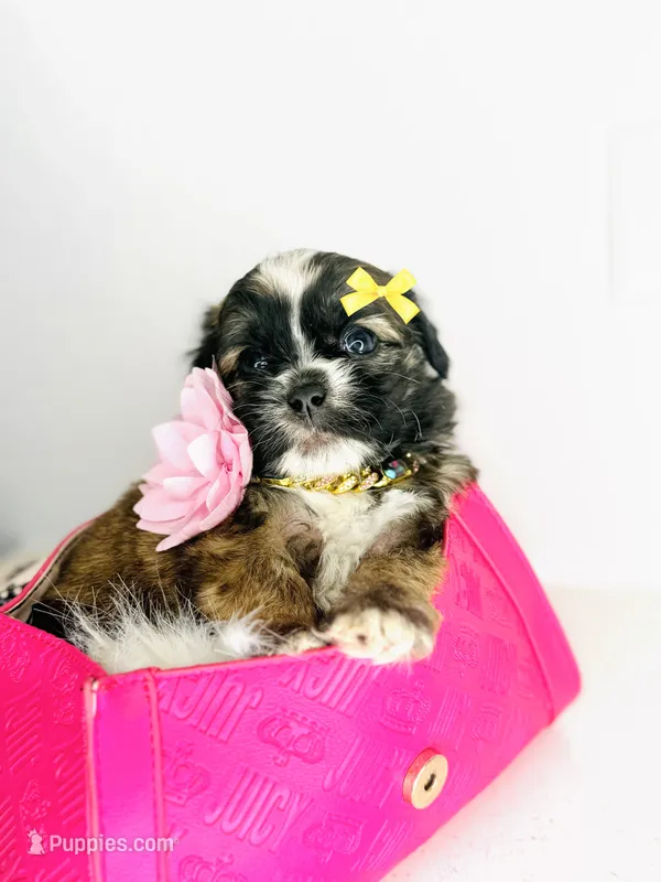 Dream  – Maltipoo puppy for sale in Houston, TX