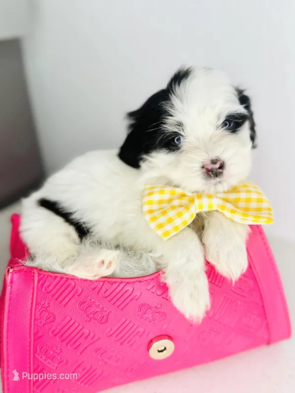 Fendi – Maltipoo puppy for sale in Houston, TX