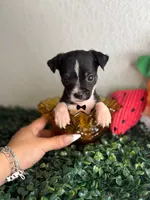 Dior , a male Chihuahua for sale in Houston, TX – 2 of 4