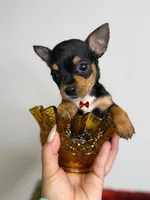Tiny , a male Chihuahua for sale in Houston, TX – 2 of 4