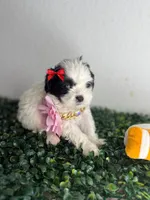 Luna , a female Maltipoo for sale in Houston, TX – 2 of 3