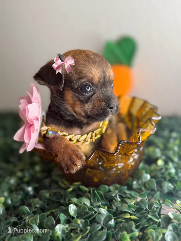 Minnie  – Chihuahua puppy for sale in Houston, TX
