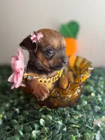 Minnie , a female Chihuahua for sale in Houston, TX – 1 of 4