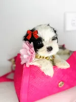 Dream , a female Shih Tzu for sale in Houston, TX – 2 of 3