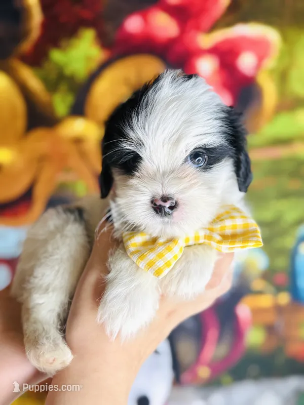 Fendi – Shih Tzu puppy for sale in Houston, TX