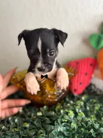 Dior , a male Chihuahua for sale in Houston, TX – 1 of 4