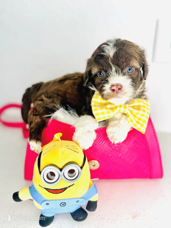 Dior – Maltipoo puppy for sale in Houston, TX