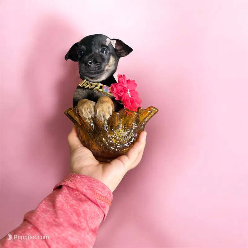 Minnie 🥰🐾 – Chihuahua puppy for sale in Houston, TX