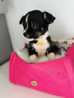 Toby, a male Chihuahua for sale in Houston, TX – 3 of 5