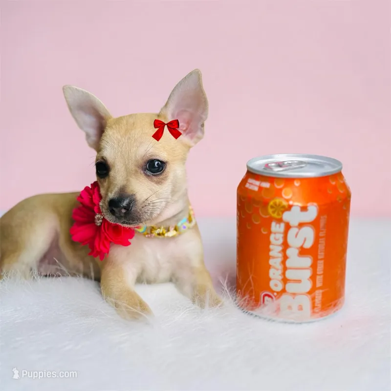 Lilly 🐾😍 – Chihuahua puppy for sale in Houston, TX