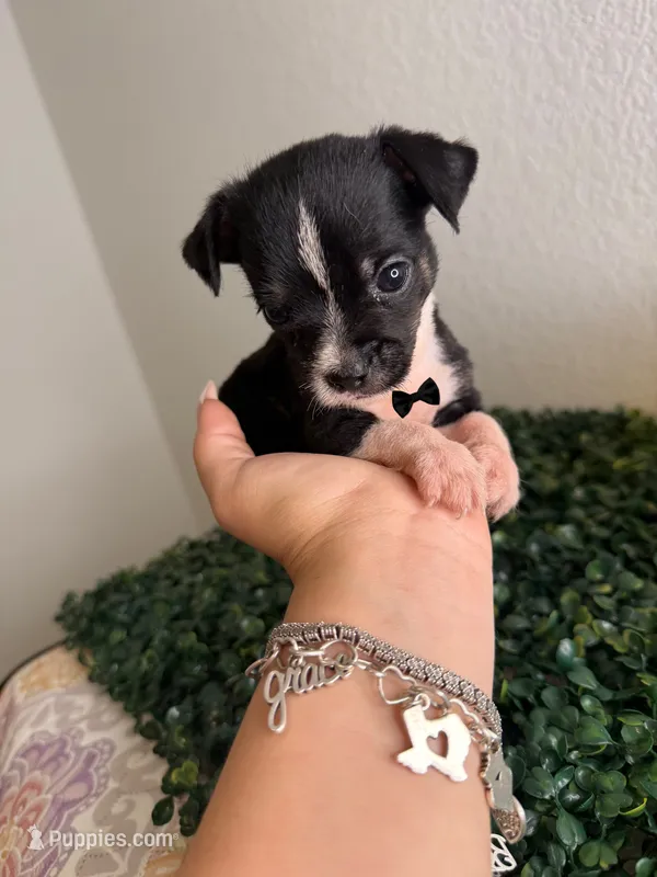 Dior  – Chihuahua puppy for sale in Houston, TX
