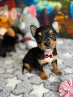 Tiny , a male Chihuahua for sale in Houston, TX – 4 of 4