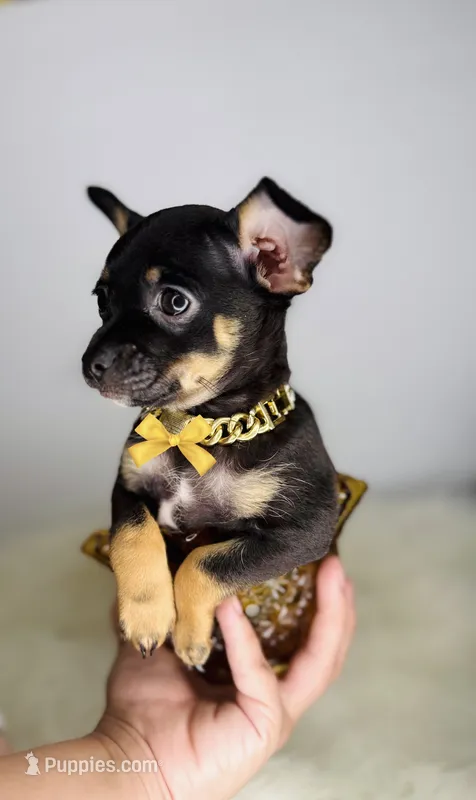 Prince  – Chihuahua puppy for sale in Houston, TX