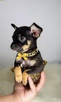 Prince , a male Chihuahua for sale in Houston, TX – 1 of 2