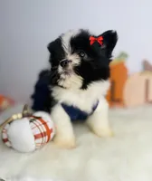 Luna 💖, a female Pomeranian for sale in Houston, TX – 3 of 3