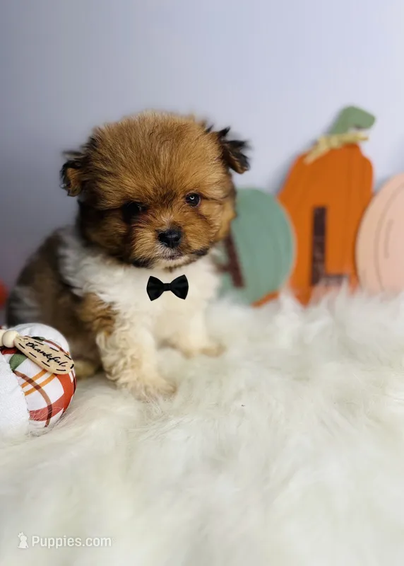 Peanut 💙, a male Pomeranian for sale in Houston, TX – 1 of 3