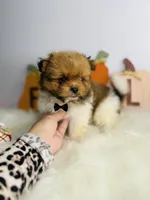 Peanut 💙, a male Pomeranian for sale in Houston, TX – 2 of 3