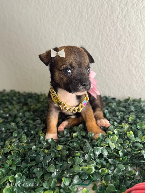 Pixie  – Chihuahua puppy for sale in Houston, TX