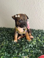 Pixie , a female Chihuahua for sale in Houston, TX – 1 of 4