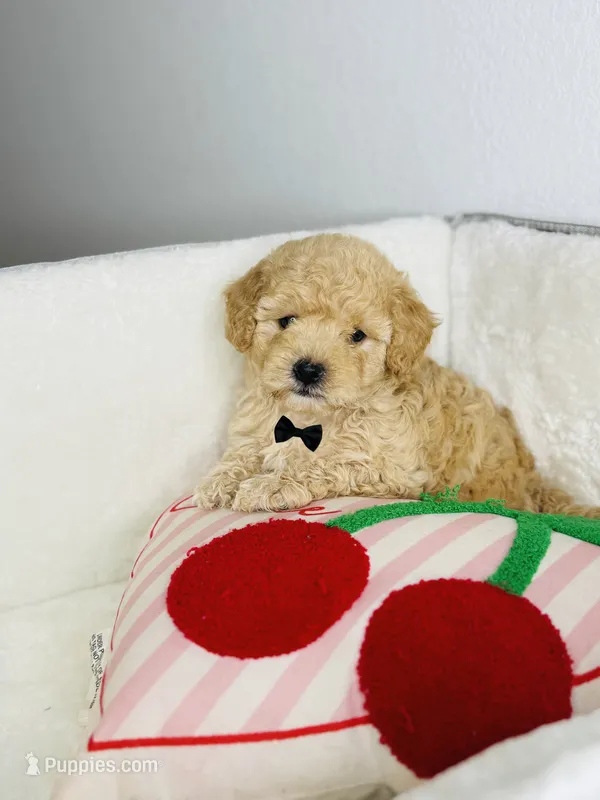 Milo – Poodle - Toy  puppy for sale in Houston, TX