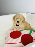 Milo, a male Poodle - Toy  for sale in Houston, TX – 1 of 3