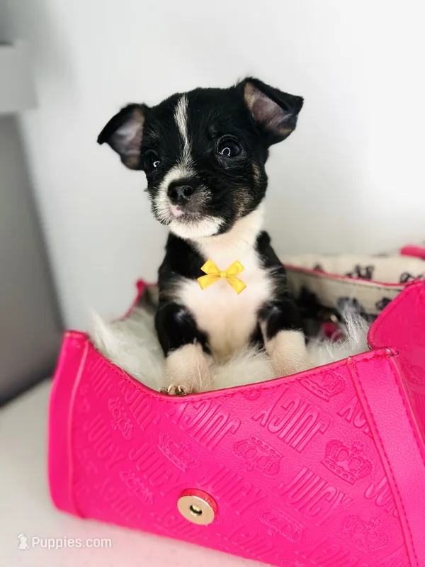 Toby – Chihuahua puppy for sale in Houston, TX