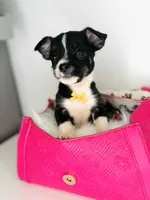 Toby, a male Chihuahua for sale in Houston, TX – 1 of 5