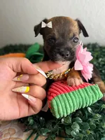 Pixie , a female Chihuahua for sale in Houston, TX – 2 of 4