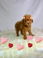 processed/55029d73-fe29-4f48-93b6-f84e7e0f05ed/listing/f948c0d0-d15a-49f7-8691-52657ef6e82f/252705b5-e647-49db-b9c8-384a41e2cf3f