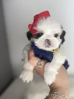 Lovely 🤍, a female Shih Tzu for sale in Houston, TX – Photo 3 of 4