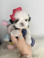 Lovely 🤍, a female Shih Tzu for sale in Houston, TX – Photo 1 of 4