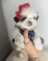 Lovely 🤍, a female Shih Tzu for sale in Houston, TX – Photo 2 of 4