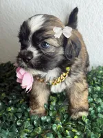 Dream , a female Maltipoo for sale in Houston, TX – 2 of 4