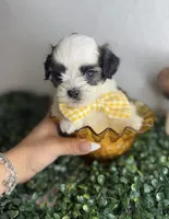 Moon , a male Maltipoo for sale in Houston, TX – 2 of 4