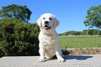Dreamy Creams, a  English Cream Golden Retriever for sale in Kansas City, MO – 5 of 10