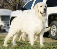 Golden Dreams!💝💖, a  English Cream Golden Retriever for sale in Kansas City, MO – 3 of 10