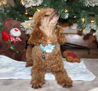 AKC Paris, a male Poodle - Toy  for sale in Kansas City, MO – Photo 5 of 7