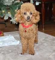 AKC Paris, a male Poodle - Toy  for sale in Kansas City, MO – Photo 4 of 7